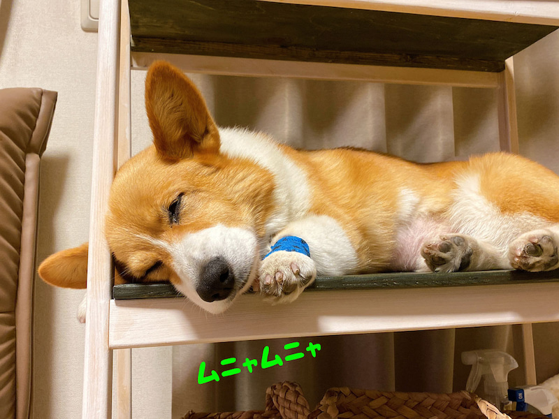 ここが気持ちいいワン Zzz 棚の上で寝落ちしちゃうコーギーがかわいい ねとらぼ