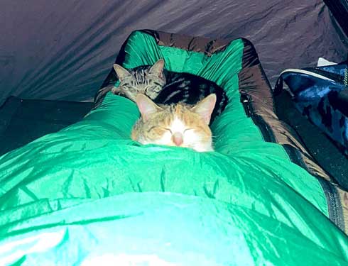 キャンプ 野良猫 テント 乱入 猫 夜中 怖い 写真