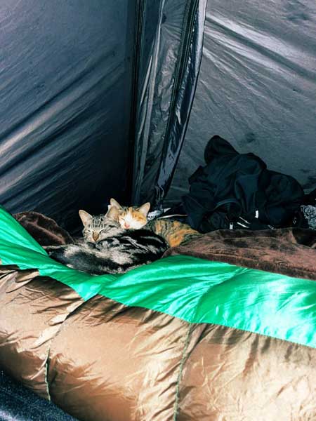 キャンプ 野良猫 テント 乱入 猫 夜中 怖い 写真