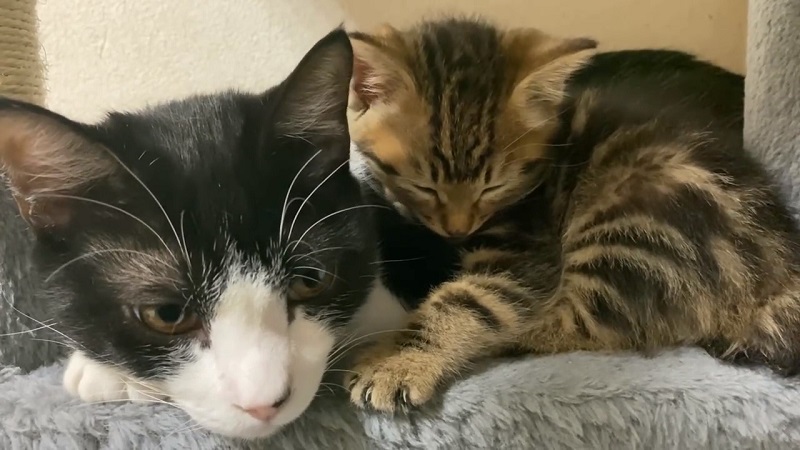 先住猫にくっついて スヤァ 眠るときだけ先住猫に甘える子猫が反則級にかわいい ねとらぼ