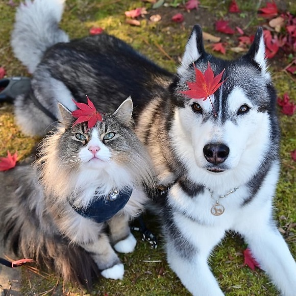 美形な猫さまとハスキーの仲良しっぷりが尊い モデルのような美しいショットに癒やされる ねとらぼ