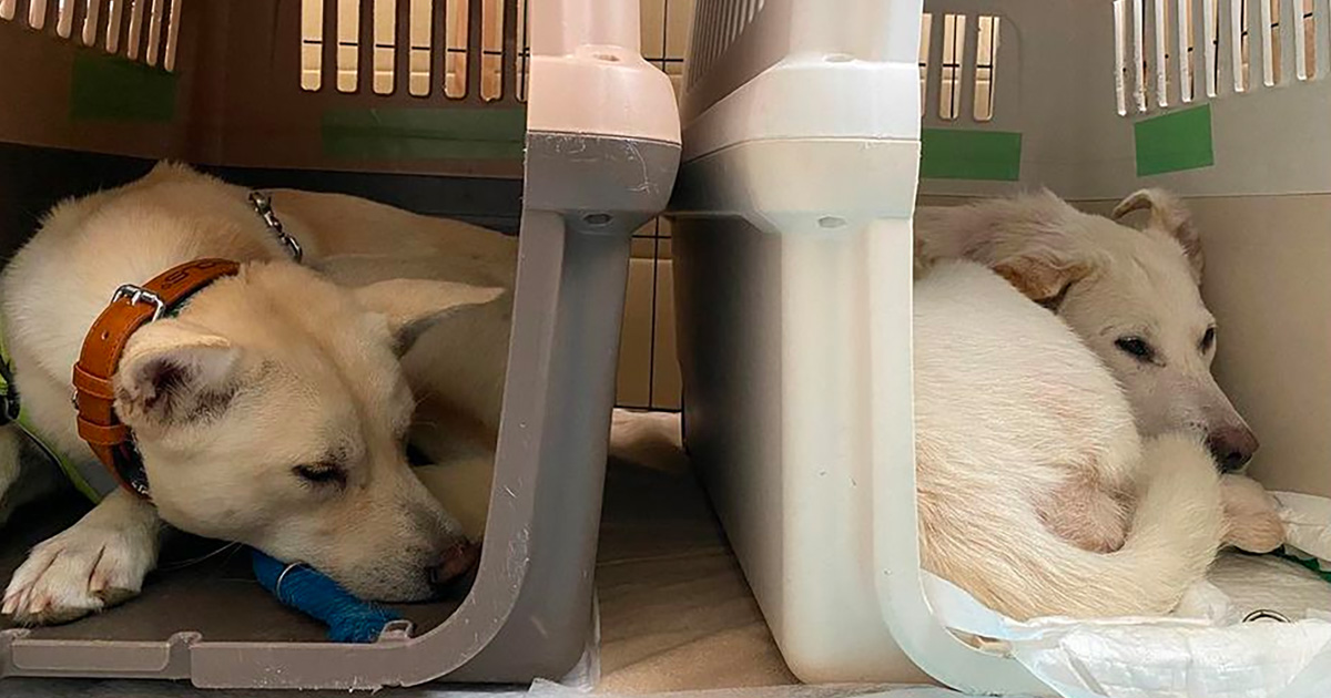 二階堂ふみさんと周南市野犬のこと マロンとあずき