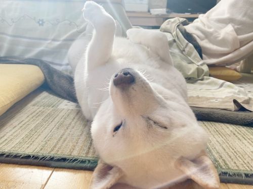 柴犬 こたつポカポカだワン Zzz へそ天でうたた寝するワンコが幸せにあふれている ねとらぼ