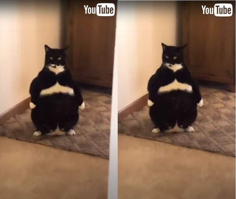 仁王立ちする猫ちゃんが迫力満点 貫禄たっぷりな姿に 猫のサイズ感じゃない ヒーローみがある の声 1 2 ページ ねとらぼ