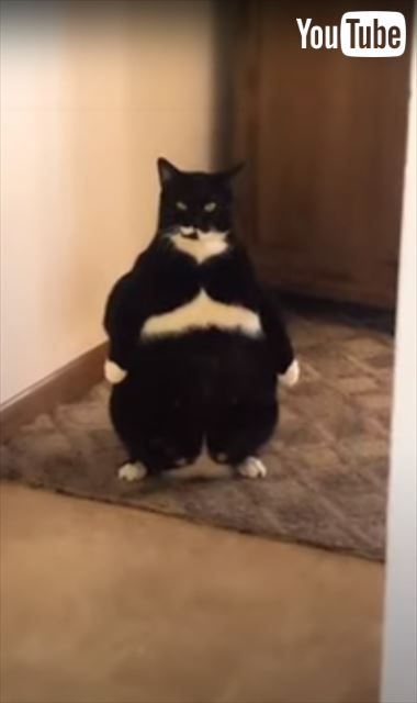 仁王立ちする猫ちゃんが迫力満点 貫禄たっぷりな姿に 猫のサイズ感じゃない ヒーローみがある の声 1 2 ページ ねとらぼ