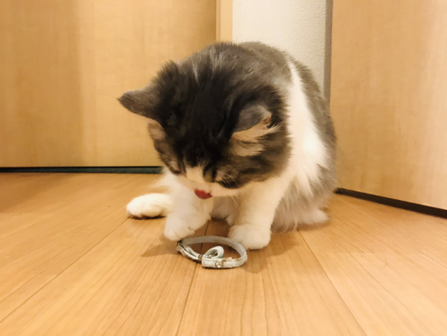 猫「首輪つけてほしいニャ？」 子猫時代のお気に入りアイテムをもって 