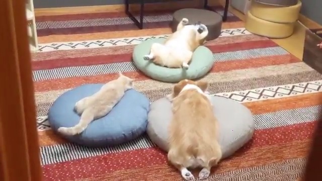 犬と猫のあやしい儀式を目撃 いけにえ のようなワンコと三角陣で見つめる犬猫が面白い ねとらぼ