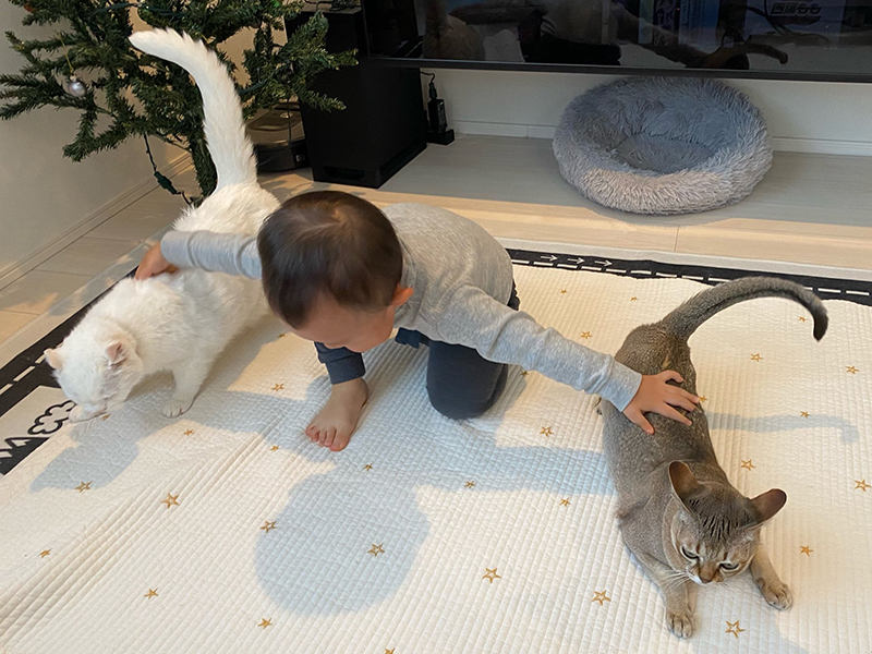 猫の呼吸 2歳児の型 猫の式神かな マンガみたいなポーズを決める猫たちと男の子がかわいい ねとらぼ
