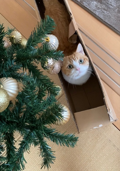 猫「ツリーっておいしいの？」 クリスマスの飾り付けを見守る猫