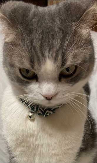 猫 ユルサニャイ クローゼットに閉じこめられた猫ちゃんの 怒り顔 がすさまじい圧だった ねとらぼ