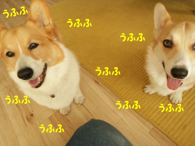 犬 うふふ ジーッ 飼い主 なんなのさ ニコニコ笑顔でお願いをするコーギー兄弟がかわいい ねとらぼ