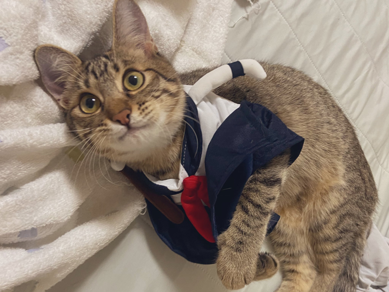 具合が悪くゲップする猫ちゃんを病院へ 新しいご飯がおいしかったから食べ過ぎた ただの食いしん坊と判明 2 2 ページ ねとらぼ