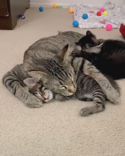 子ネコを抱きしめて眠るママネコ