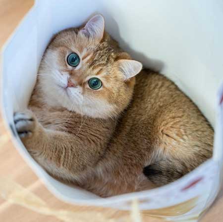 Hosico Instagram ムチムチ 猫 スコティッシュストレート 紙袋 かわいい