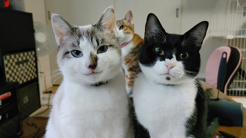 猫ちゃんの王子様スマイルがかっこいい 気品あふれる表情に 猫界のジャニーズ ほれてまうやろ の声 ねとらぼ