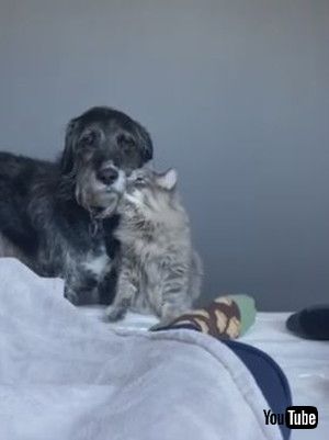 「Cat Snuggles Against Dog's Beard - 1165861」