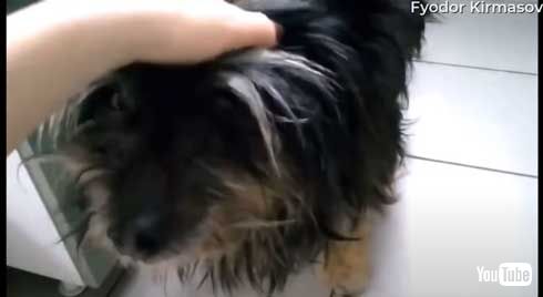 氷水 川 穴 落ちた 犬 救助 ロシア YouTube