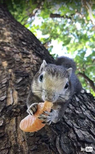 リス これ おいしいねー 夢中になって果物をモグモグするリスさんたちがかわいい 1 2 ページ ねとらぼ