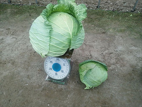 なんだこの巨大キャベツは 大きすぎて生産が減少している伝統野菜 札幌大球 ねとらぼ