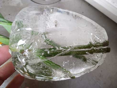 寒すぎて花瓶が パリンッ 芸術的なほどキレイに割れた 水は凍ると膨張する がよく分かる写真が話題に ねとらぼ