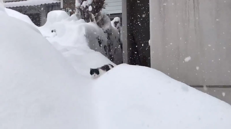 猫 雪なんてへっちゃらニャー 雪の中を豪快に突き進む猫ちゃんに ラッセル車みたい ワイルドかわいい の声 ねとらぼ