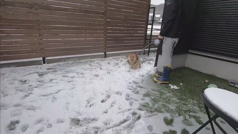 雪柴犬