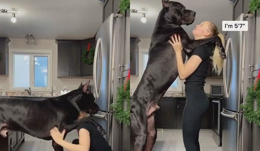 ワンコの大きさにびっくり 飼い主の肩に前足をかけて立つワンコに圧倒される 1 2 ページ ねとらぼ