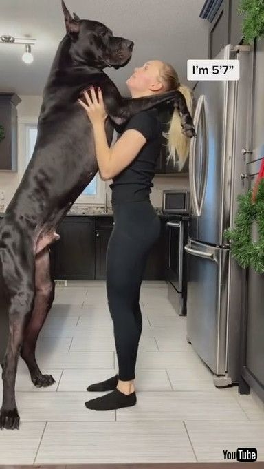 uGreat Dane Is Taller Than Human || ViralHogv