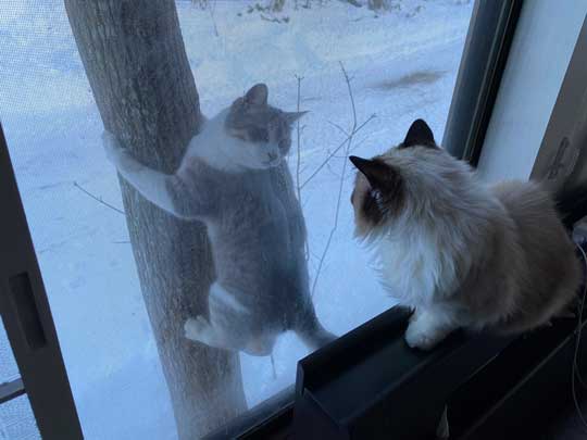 木に登った猫ちゃんと窓越しの逢瀬 猫版 ロミオとジュリエット なツーショットがドラマチック ねとらぼ