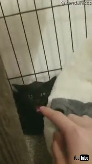 「MHissy Kitten is Calmed by a Finger || ViralHog」