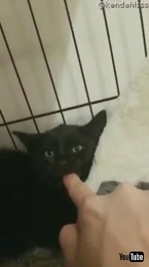 「MHissy Kitten is Calmed by a Finger || ViralHog」