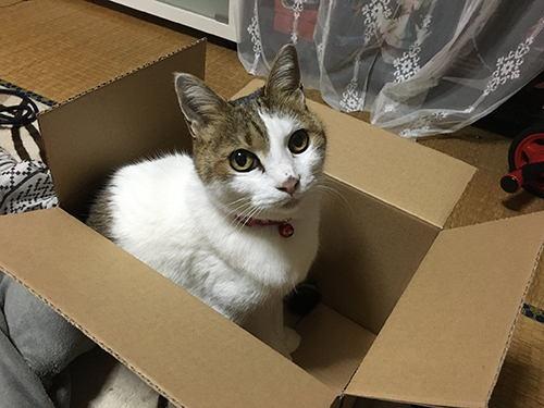 箱入り猫ちゃん