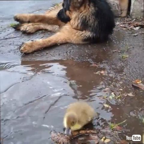 Loves Looking After Ducklings