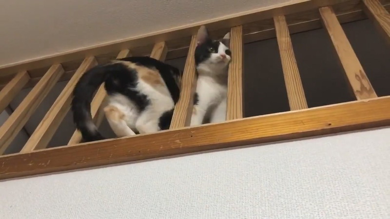 ❤角がないから怪我の心配なし❣愛猫のストレス解消に最適