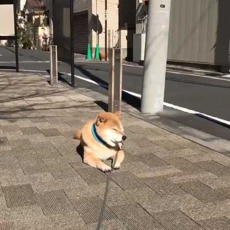 柴犬 歩きましぇん お散歩拒否 1歩も動かないワンコが困っちゃうけどかわいい ねとらぼ