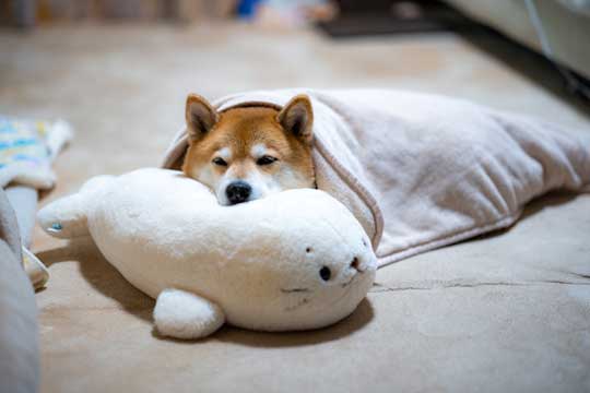 柴犬 歩きましぇん お散歩拒否 1歩も動かないワンコが困っちゃうけどかわいい ねとらぼ