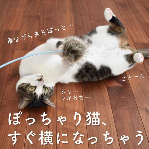 猫をおもちゃで誘っても起き上がらない やる気ゼロな ぽっちゃり猫あるある が面白い 1 2 ページ ねとらぼ