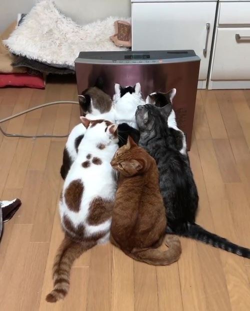 猫6匹がヒーターの前で大渋滞 ぎゅうぎゅうであたたまる猫たちがかわいい ねとらぼ