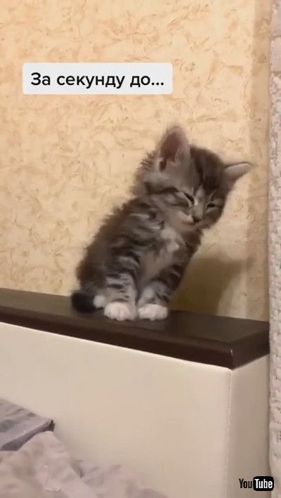 uAdorable Adopted Kitten Tries Not to Sleep || ViralHogv