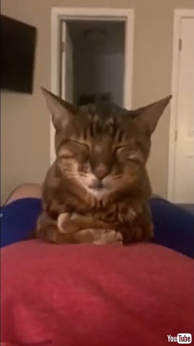 Cat Sits Unbothered On Pet Parent's