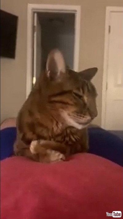 Cat Sits Unbothered On Pet Parent's