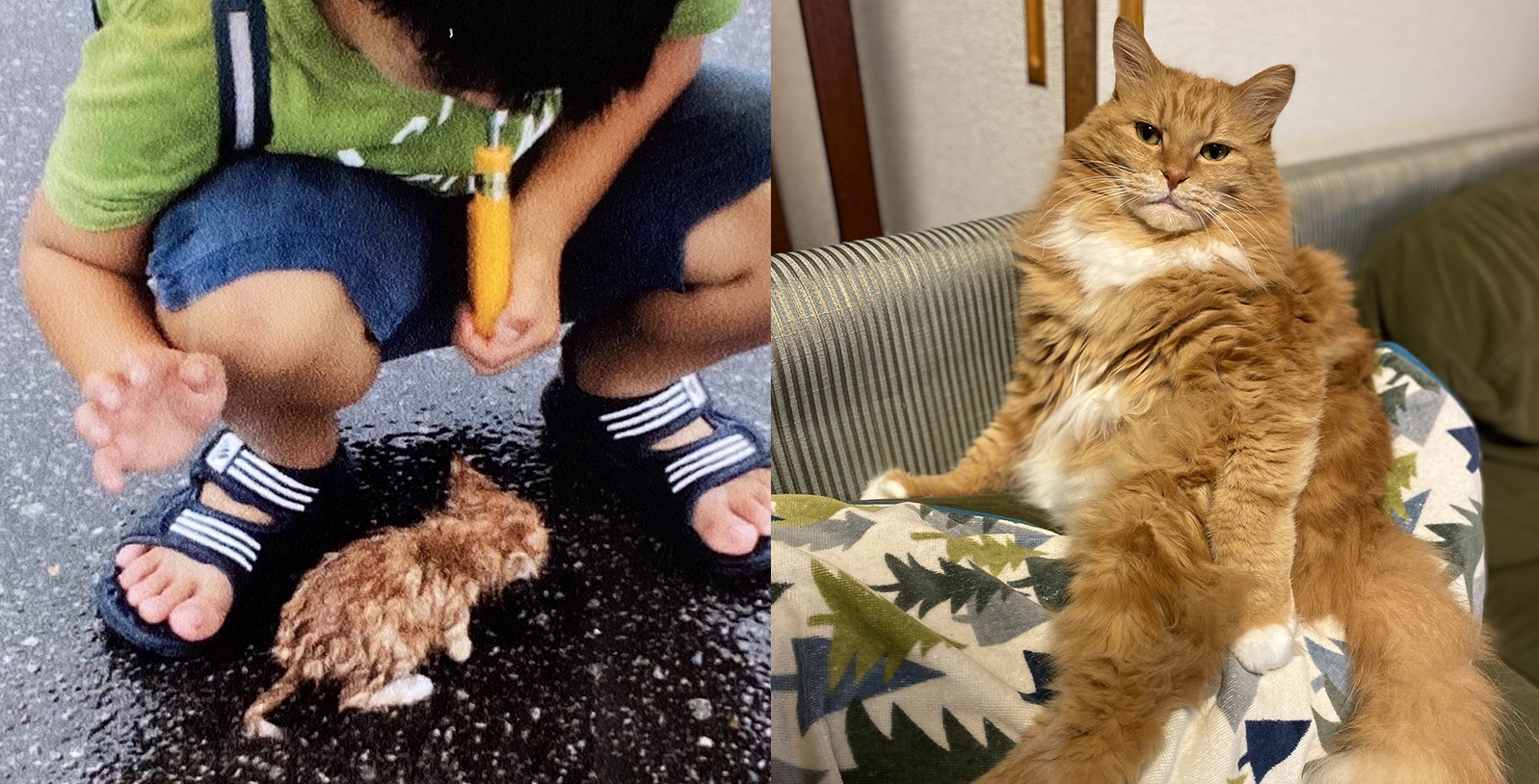 台風の雨の日に出会った小さな猫 でっかい猫に 貫禄たっぷりに大成長した姿に よかったね 幸せそう の声 ねとらぼ