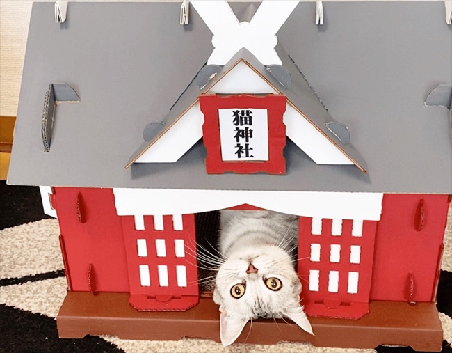 もふもふ猫神社だニャ 猫さまがひょこっと顔を出す 神社モチーフの爪とぎハウスがかわいい ねとらぼ