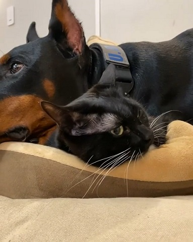 猫と犬