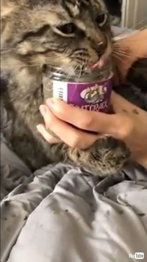 Cat Feasts On