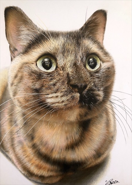 色鉛筆で描いた猫ちゃん