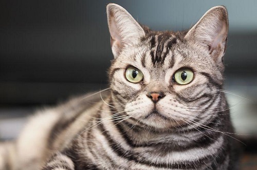 猫の名前ランキング 発表 ムギ ちゃんがランクアップで首位獲得 ペット手帳 ねとらぼ
