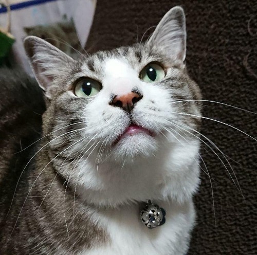 猫の名前ランキング 発表 ムギ ちゃんがランクアップで首位獲得 ペット手帳 ねとらぼ