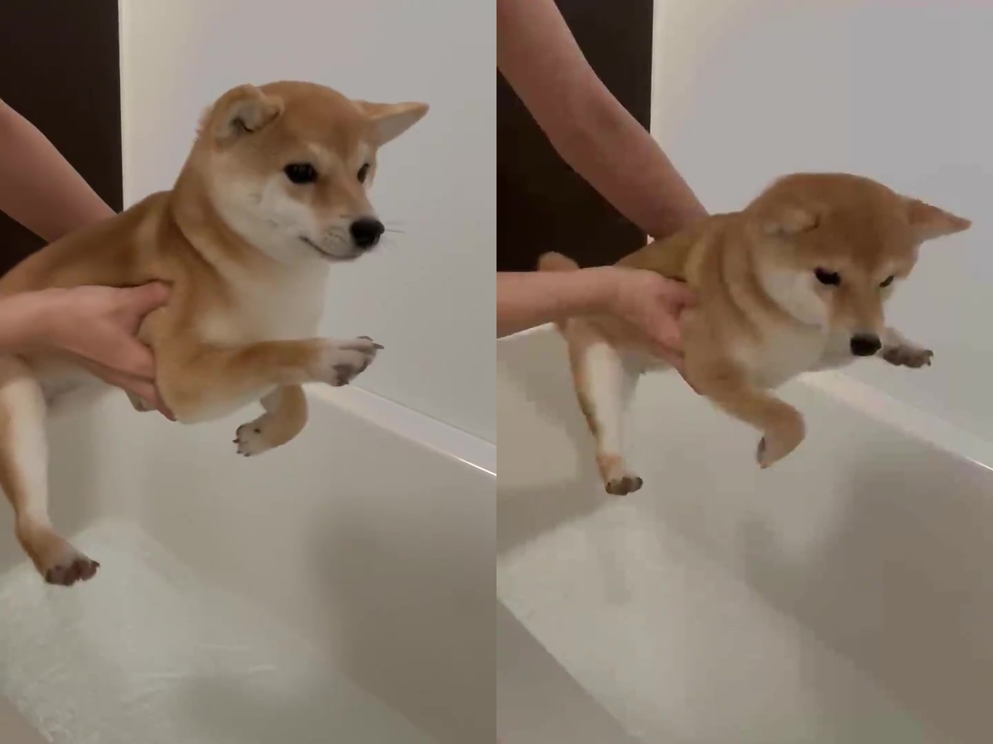 柴犬が空中で いちにっ いちにっ お風呂がちょっぴり苦手なワンコの エア犬かき がかわいくてたまらん ねとらぼ