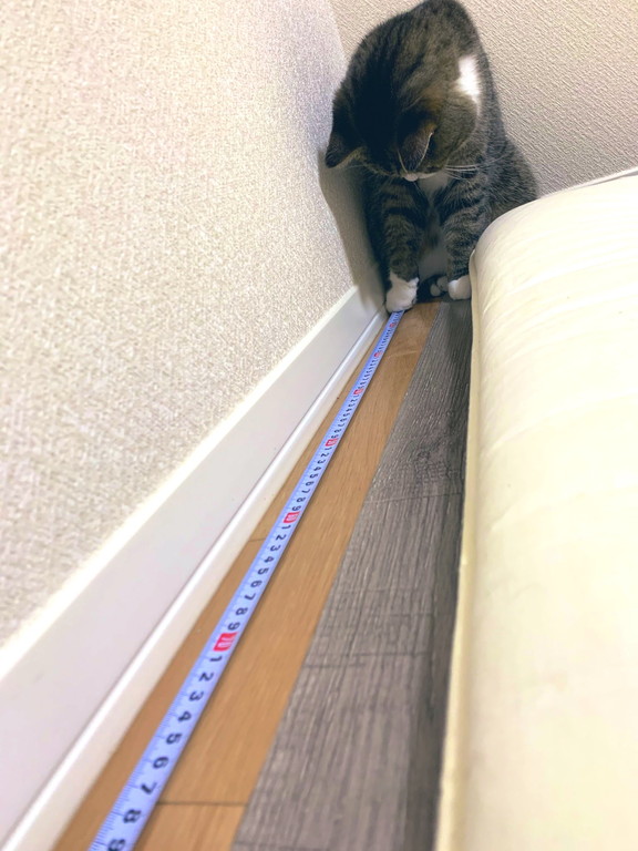 猫のまさかの行動に 笑い転げてしまった メジャーを押さえてお手伝いする猫ちゃんがお利口さんでかわいい ねとらぼ